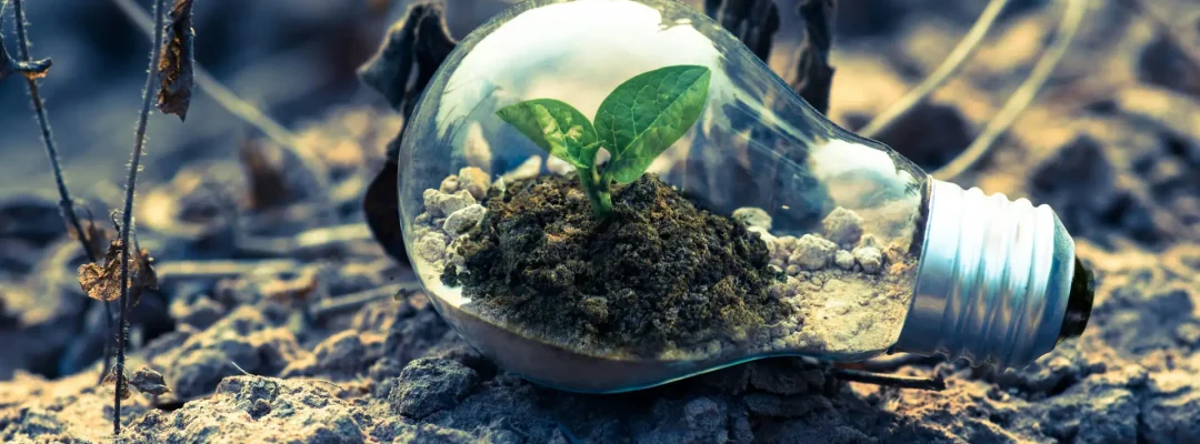 A small plant sprouts in soil inside a light bulb, symbolizing eco-friendly and sustainable growth.