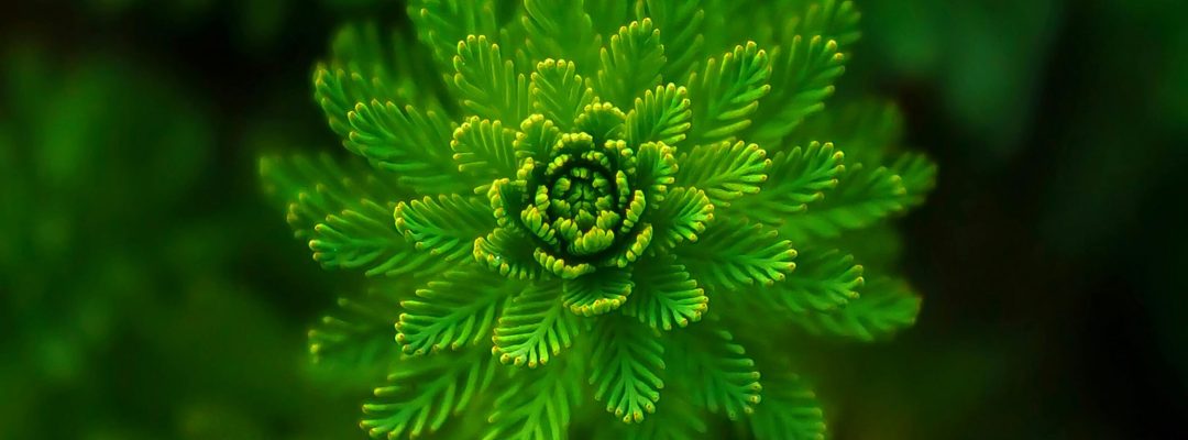 A vibrant green fern captured close-up, showcasing its intricate pattern and fresh growth.